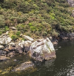 Seals at Milford Sound, Fiordland New Zealand