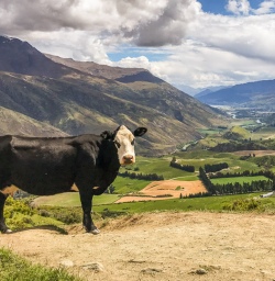 Cow at Crown Range, Otago New Zealand