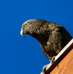 kea at Mt Luxmore Hut Kepler Track GW17MAR26