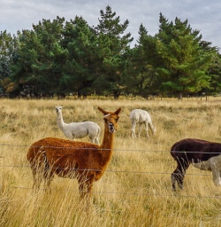 Lamas in New Zealand