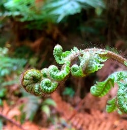 A beautiful koru formed by an unfurling fern leaf