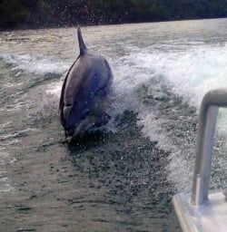 dolphin riding the boat wave
