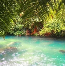 Te Waihou Blue Spring