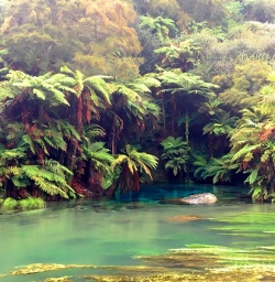 Ferns and crystal clear water at the Blue Spring