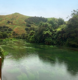 Green as far as the eye can see