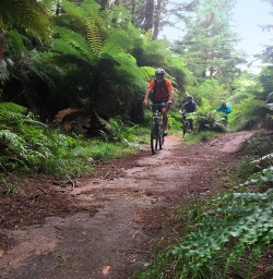 Mountain biking the amazing Whakarewarewa Forest