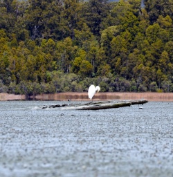 white heron at okarito lagoon new zealand