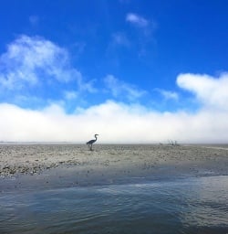 white heron at okarito lagoon new zealand