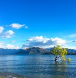 That Wanaka Tree