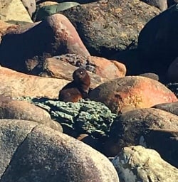 The cute seal pup residents of Long Reef