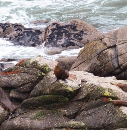 martins bay seal colony new zealand