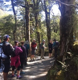 Hikers and Guide in Arthurs Pass Forest