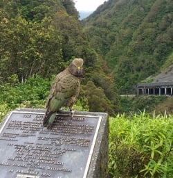 A friendly Kea