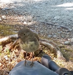Friendly Robin on the Routeburn Track