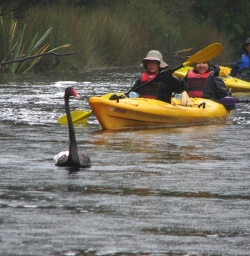 Okarito Lagoon Wildlife