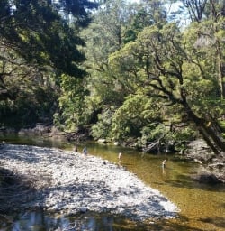 Hikes swimming in the Pororari River