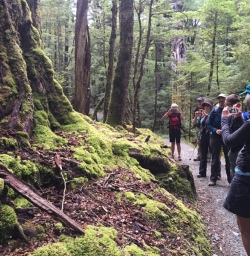 Hikers in Routeburn Track Forest