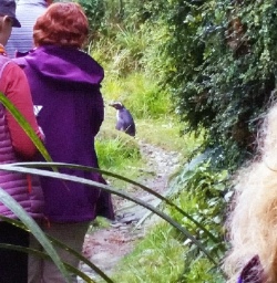 hollyford track penguin