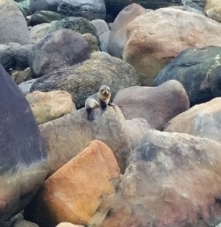 new zealand fur seal