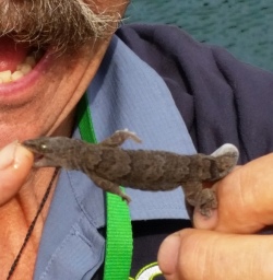 skink mou waho island