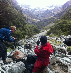 Closeup with a Kea in Arthur's Pass