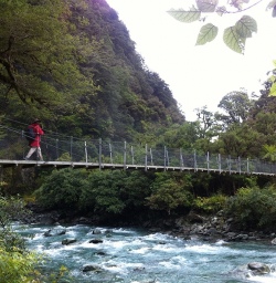 Walking in the Hollyford Valley