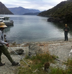 Weka encounter Mou Waho Island