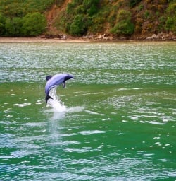 8 dolphin swimming picton new zealand