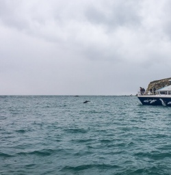 Dolphin at Kaikoura, Canterbury New Zealand