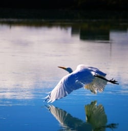 13 swan okarito lagoon west coast