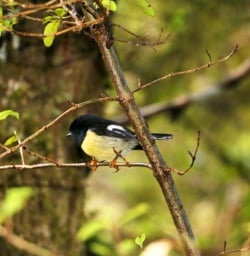 4 bird hollyford track fiordland southland
