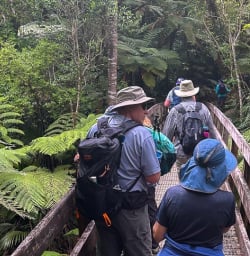 140125 Group hiking on bridge in Waiomu Kauri Grove