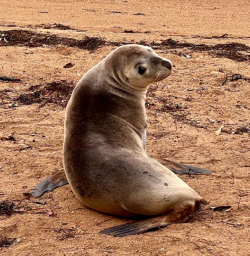 4 Seal on the Beach at Stewart Island March2025