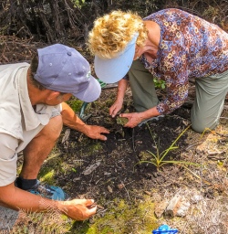 Planting at Mou Waho Island, Wanaka Otago New Zealand 