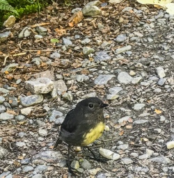 Robin Bird at Routeburn Track, Otago New Zealand