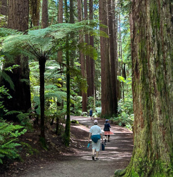 Whakarewarewa forest 
