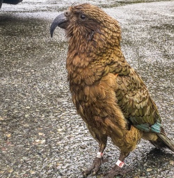 Kea at Monkey Creek, Fiordland New Zealand