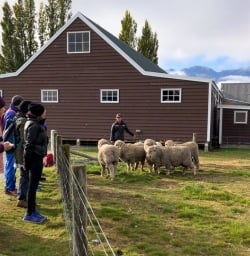 Sheeps at Mount Nicholas farm, Otago New Zealand