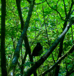 Wildlife on Routeburn Track 
