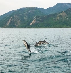 Dusky dolphins Kaikoura