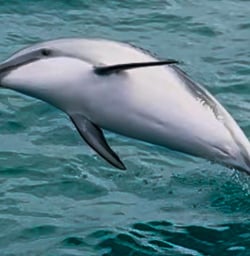 Kaikoura Peninsula dolphins 27JAN25