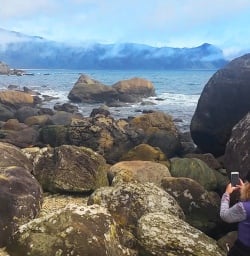 9 martins bay seal colony fiordland 4