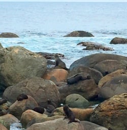 5 martins bay seal colony fiordland2