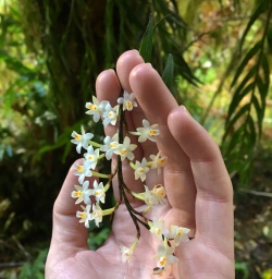 5 orchid milford track fiordland southland2