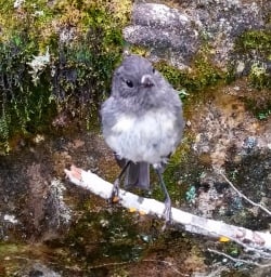 Little local Robin found in the Routeburn Track