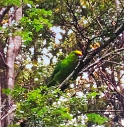 Yellow Crowned Parakeet at Routeburn Track