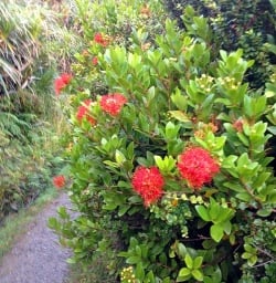 New Zealand red flower Pohutukawa