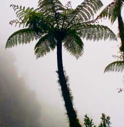 tree fern paparoa national park