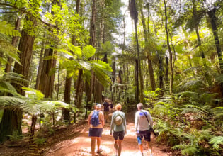 Redwood Forest, Rotorua.