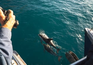 Dolphin sightings at Akaroa